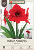 Netherland Bulb Company Large Flowering Amaryllis hippeastrum Galaxy 'Red Lion' (1 Bulb)