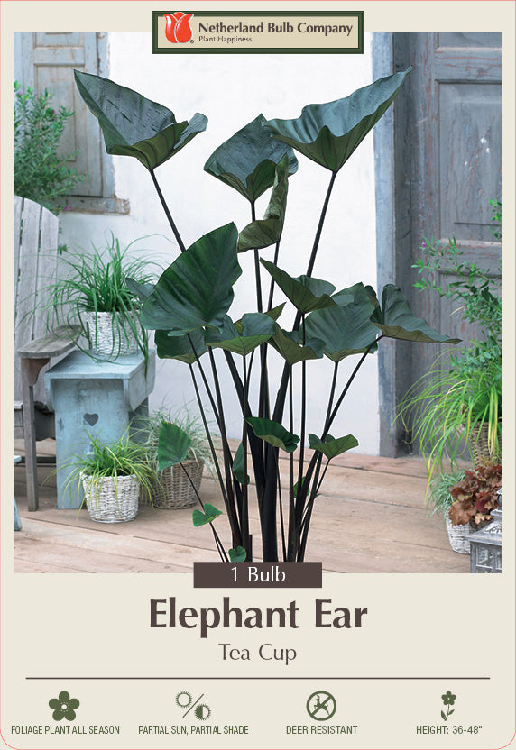 Netherland Bulb Company Elephant Ear 'Tea Cup' (1 Bulb)