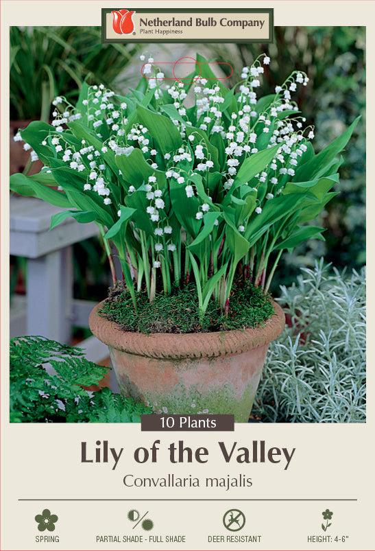 Netherland Bulb Company Lily of the Valley (10 Plants)