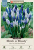 Netherland Bulb Company Grape Hyacinth 'Muscari Delft Blue Mixture'