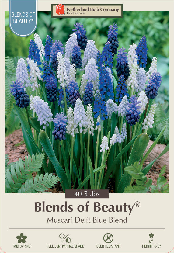 Netherland Bulb Company Grape Hyacinth 'Muscari Delft Blue Mixture'