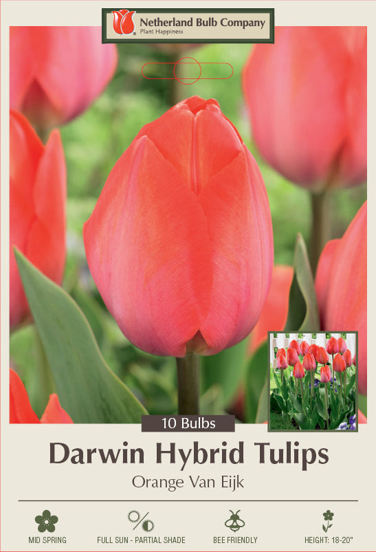 Netherland Bulb Company Darwin Hybrid Tulips 'Orange Van Eijk' (10 Bulbs)