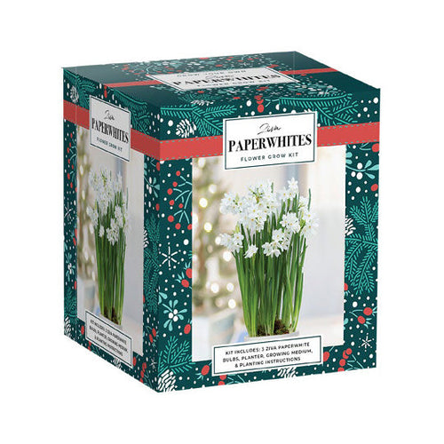 Netherland Bulb Company HG Essentials Amaryllis Holiday Gift Growing Kit