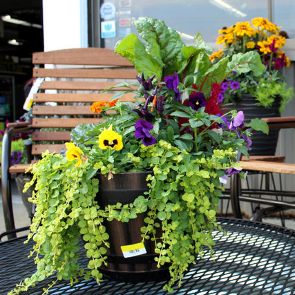 Greenhouse / NurseryOutdoor patio table with a decorative plant arrangement in a black pot featuring yellow pansies, purple flowers, green foliage, and Swiss chard, with a wooden chair in the background.