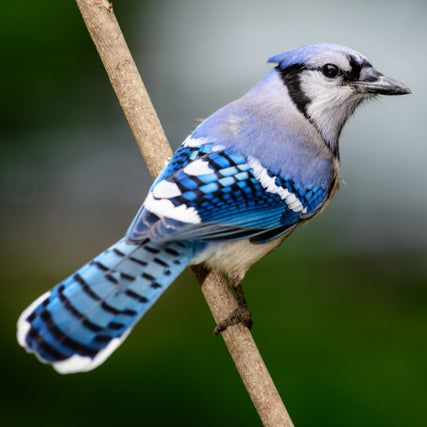 Wild Bird Feed & SuppliesA bluejay perched on a twig, its vibrant blue feathers and white underbelly in sharp contrast to the natural setting. The bird is looking slightly back over its shoulder, creating a dynamic and engaging pose.