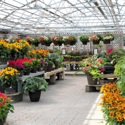 Garden CenterInside a garden center greenhouse filled with colorful flowers and hanging baskets, including bright yellow, red, and orange blooms.