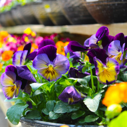 Greenhouse / NurseryA vibrant selection of pansies at a garden center. In the forefront, yellow pansies with purple edges are in sharp focus, while the background features a colorful blur of orange, pink, and yellow flowers, creating a lively and inviting scene.