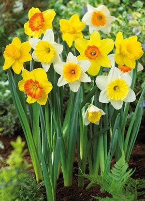 Netherland Bulb Company Large Cupped Daffodil/Narcissus Mix 20 Bulbs - Deer Resistant - 14/16 cm Bulbs (Large Cupped)
