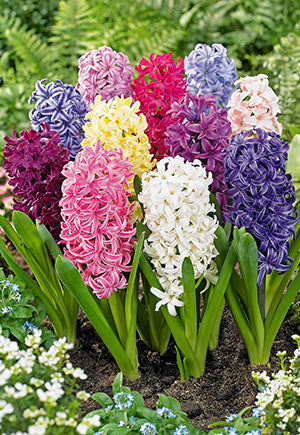 Netherland Bulb Company Hyacinth Mix Flower Bulbs - 12 Bulbs - Beautiful Colors - 15/16 Cm Bulbs (15/16 cm Bulbs)