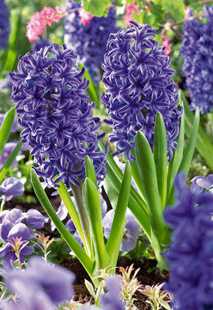 Netherland Bulb Company Hyacinth orientalis 'Blue Jacket' (Blue Jacket)