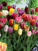 Netherland Bulb Company Tulip Breeders Mixture