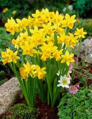 Netherland Bulb Co. Narcissus Tete a Tete, 25ct (25 ct.)