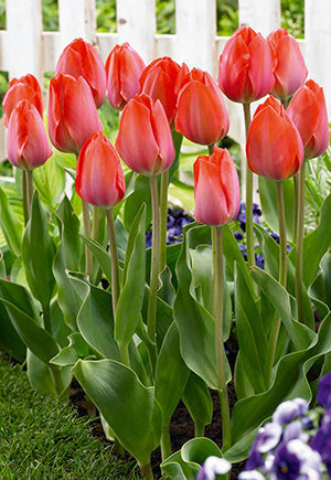 Netherland Bulb Company Tulip Orange Van Eijk