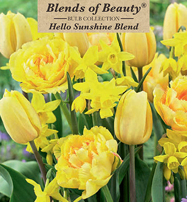 Netherland Bulb Company Tulip & Narcissus 'Hello Sunshine Blend'