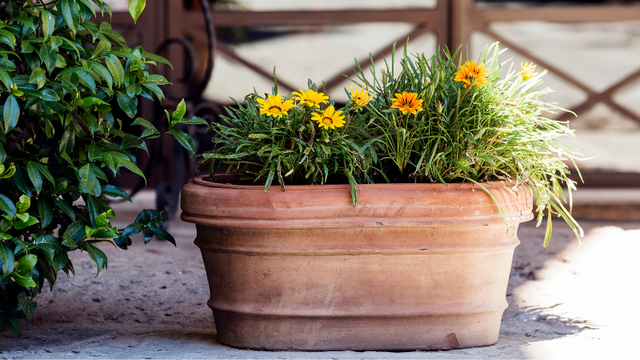 Plant in holder