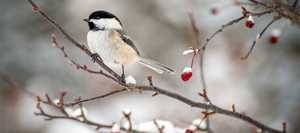 A small white, black, and beige bird sits on a branch in the snow.