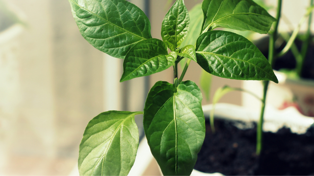 Indoor plants