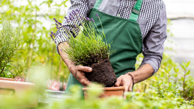 Man putting plant in pot