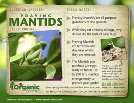 Organic Control Praying Mantids (1 Egg Case)