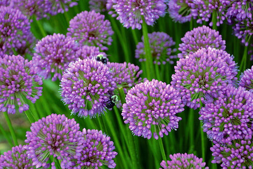 Hirt's Gardens Alium Gladiator (7-8 Flower 4 Bulbs)