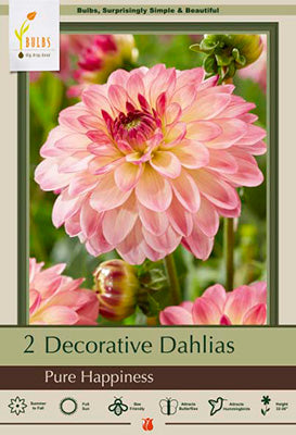 Netherland Bulb Company Dahlia Decorative 'Pure Happiness'